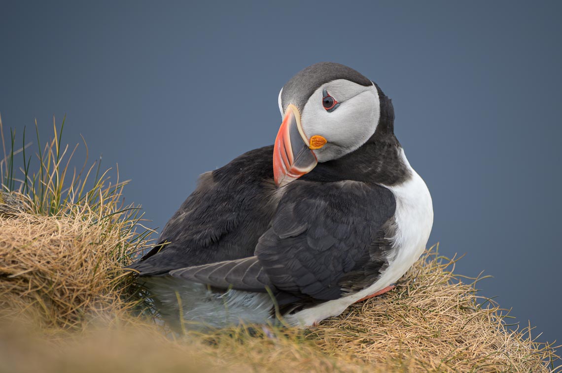 Islanda Nikon School Viaggio Fotografico Estate Workshop Puffin Balene Whale Watching Sole Mezzanotte 00021