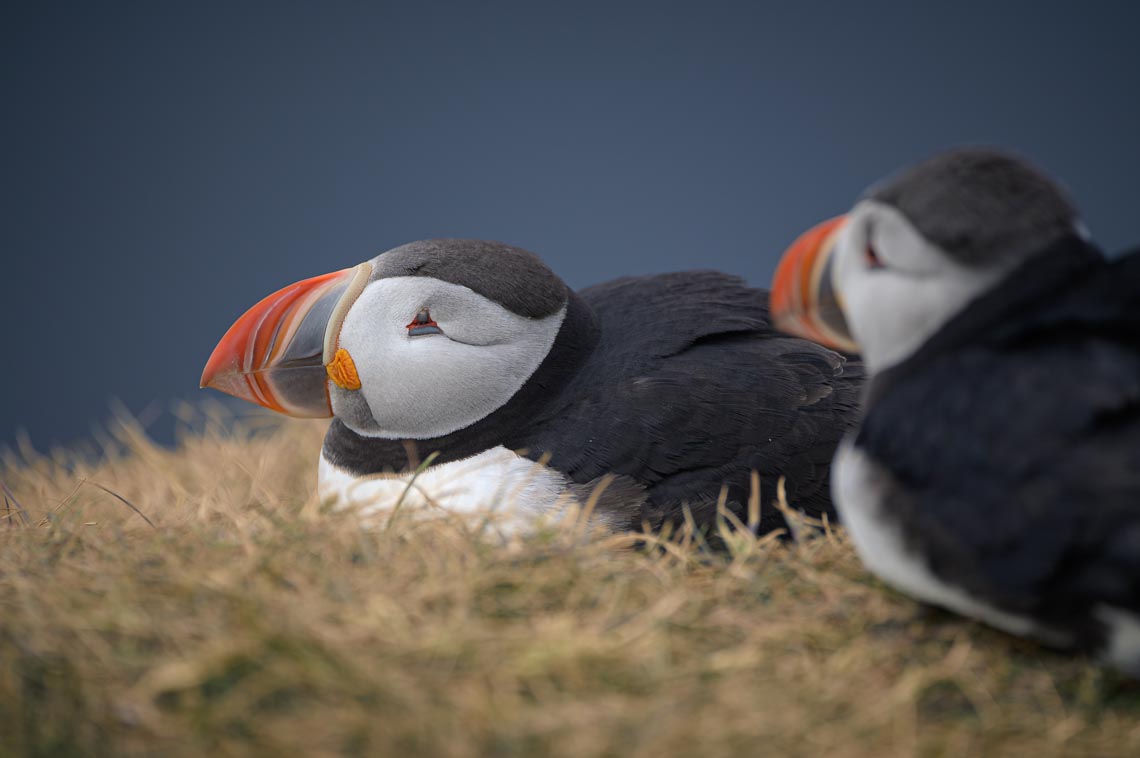 Islanda Nikon School Viaggio Fotografico Estate Workshop Puffin Balene Whale Watching Sole Mezzanotte 00022