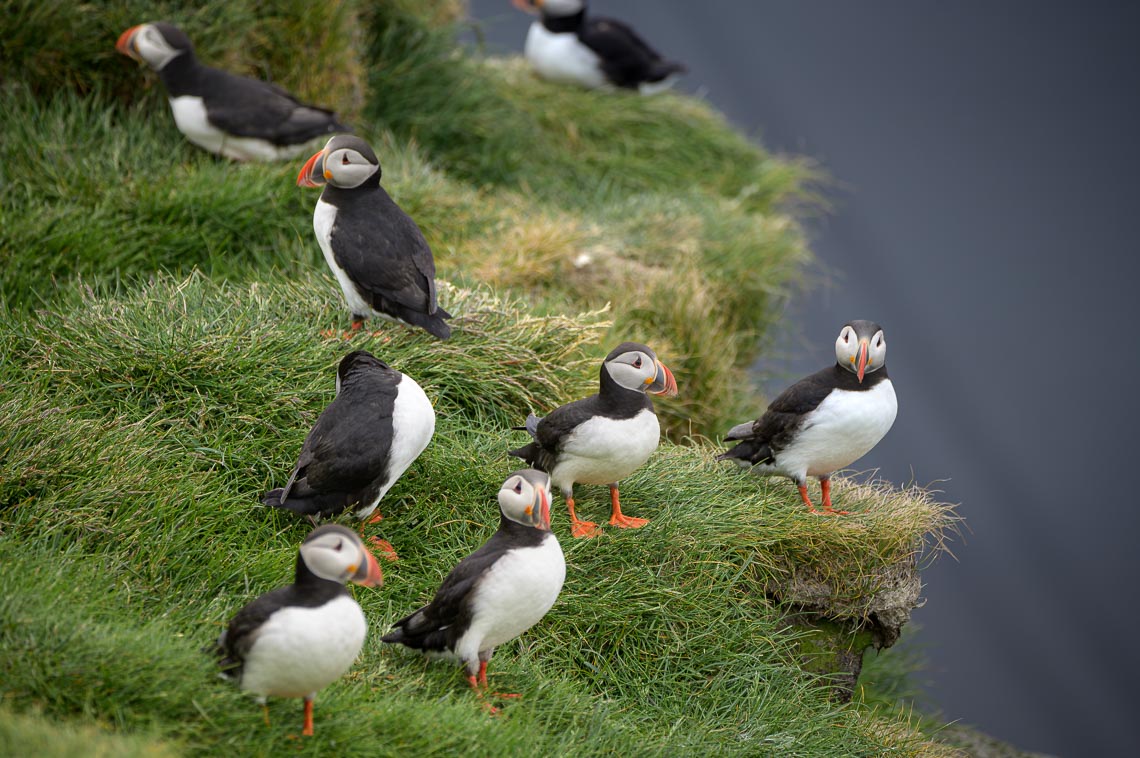 Islanda Nikon School Viaggio Fotografico Estate Workshop Puffin Balene Whale Watching Sole Mezzanotte 00023