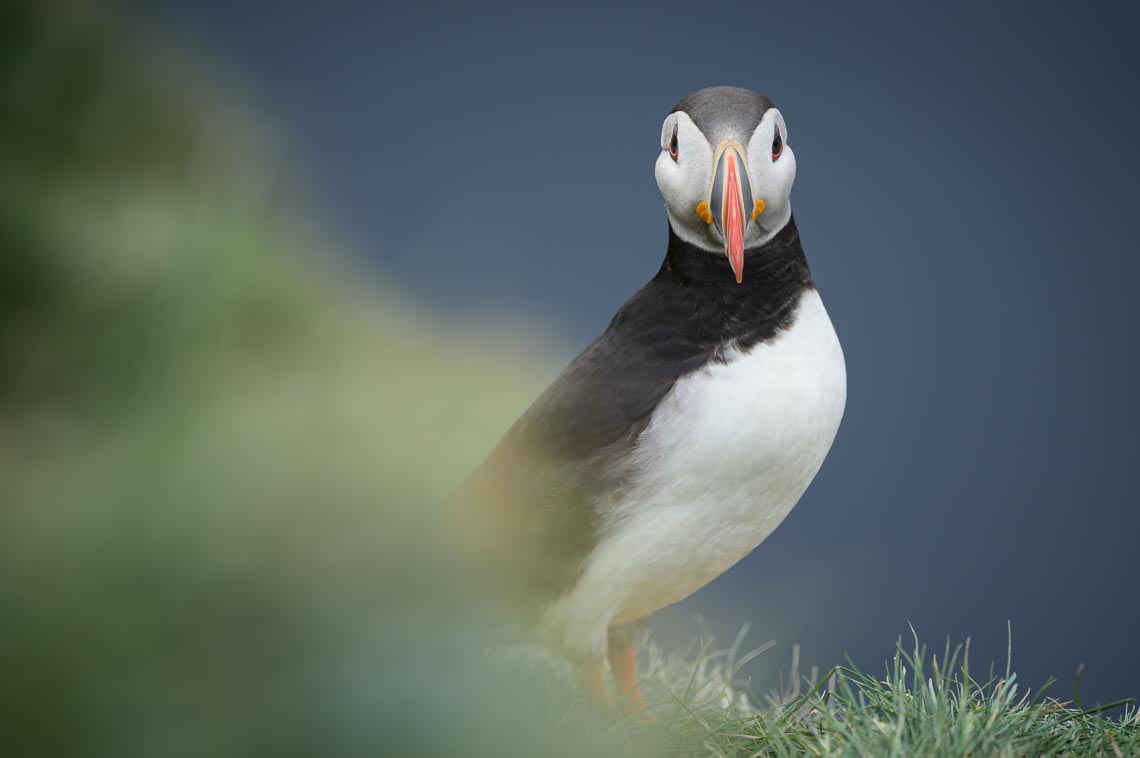 Islanda Nikon School Viaggio Fotografico Estate Workshop Puffin Balene Whale Watching Sole Mezzanotte 00024