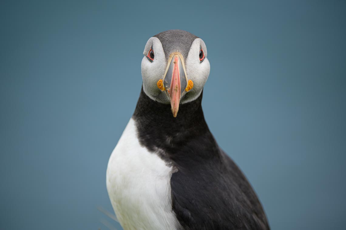 Islanda Nikon School Viaggio Fotografico Estate Workshop Puffin Balene Whale Watching Sole Mezzanotte 00025