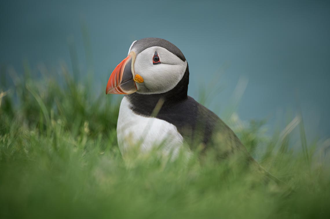 Islanda Nikon School Viaggio Fotografico Estate Workshop Puffin Balene Whale Watching Sole Mezzanotte 00026