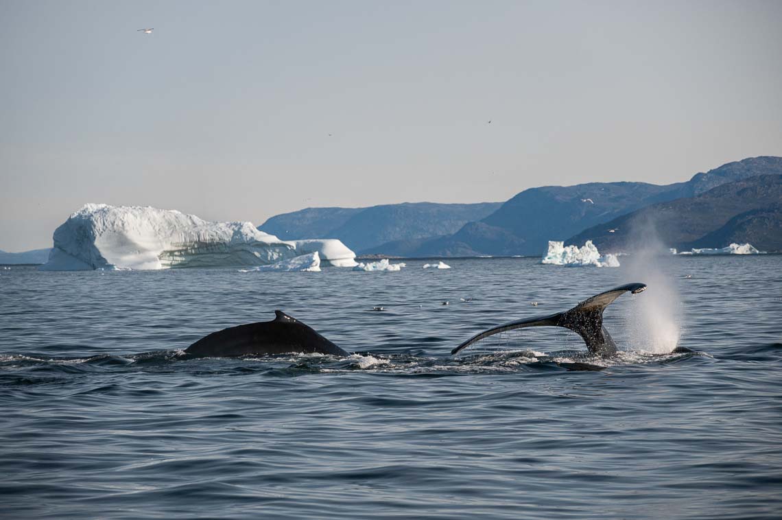 Groenlandia Viaggio Fotografico Nikon School Workshop Ilulissat Disko Iceberg Estate 00034